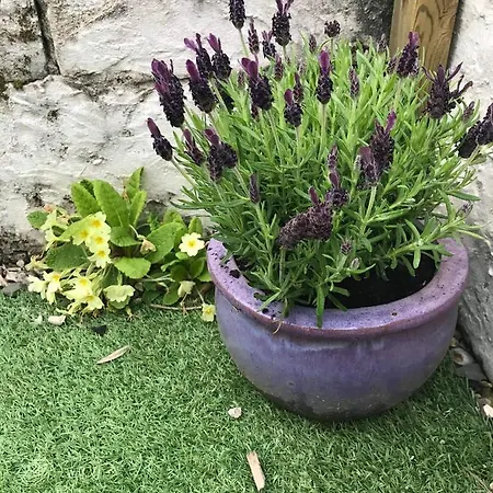 Lavender Cottage Presteigne Exterior photo