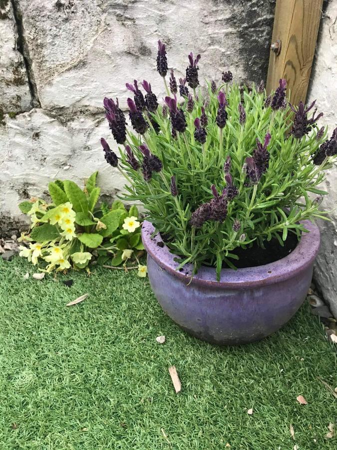 Lavender * Presteigne